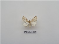 藏品(尺蛾162)的圖片